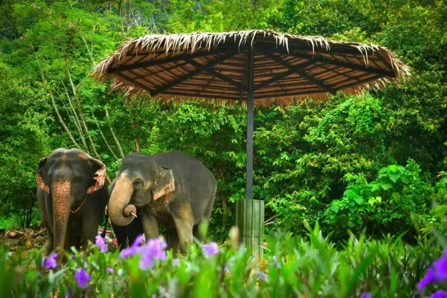 Phuket Easy GO G Package